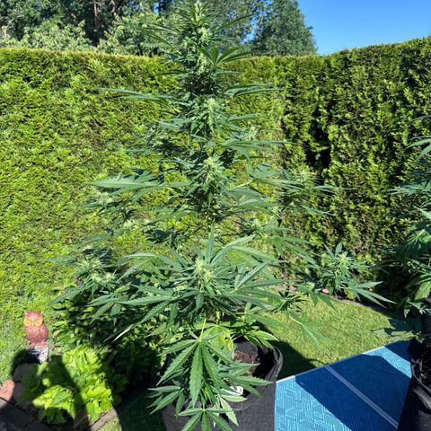 Runtz Auto growlog timeline photo