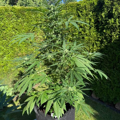 Northern Lights Automatic growlog timeline photo