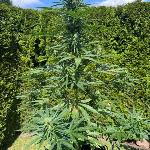 Runtz Auto growlog timeline photo
