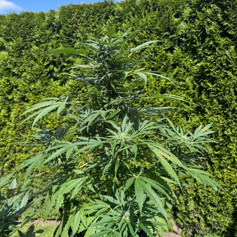 Northern Lights Automatic growlog timeline photo