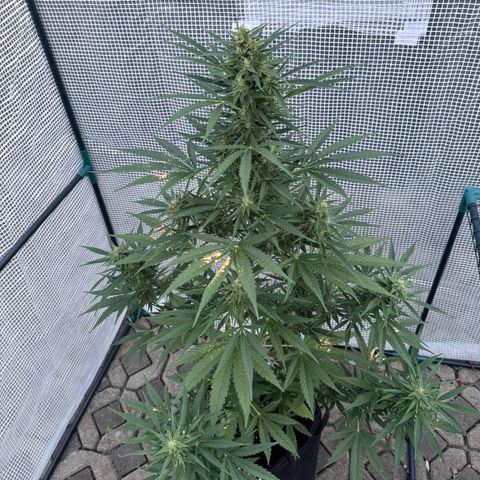 Runtz Auto growlog timeline photo
