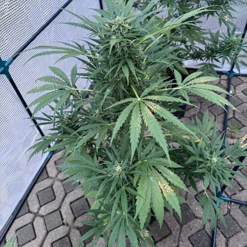 Northern Lights Automatic growlog timeline photo