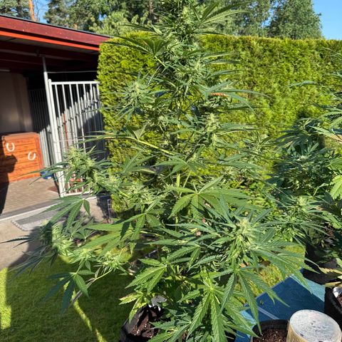 Runtz Auto growlog timeline photo
