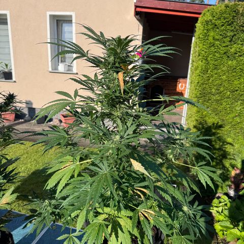 Northern Lights Automatic growlog timeline photo
