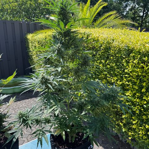 Runtz Auto growlog timeline photo