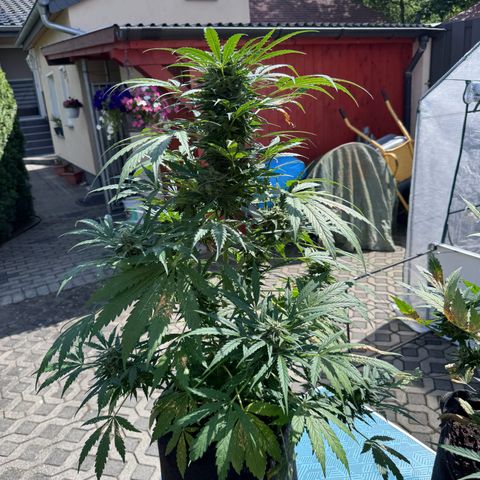 Northern Lights Automatic growlog timeline photo