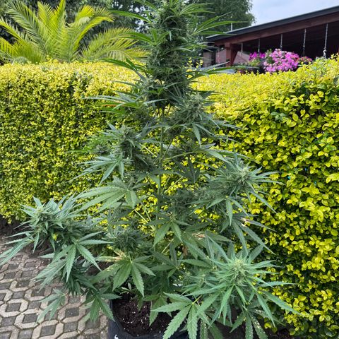 Runtz Auto growlog timeline photo