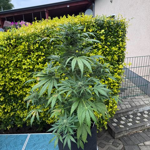Northern Lights Automatic growlog timeline photo