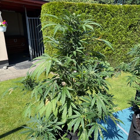 Northern Lights Automatic growlog timeline photo