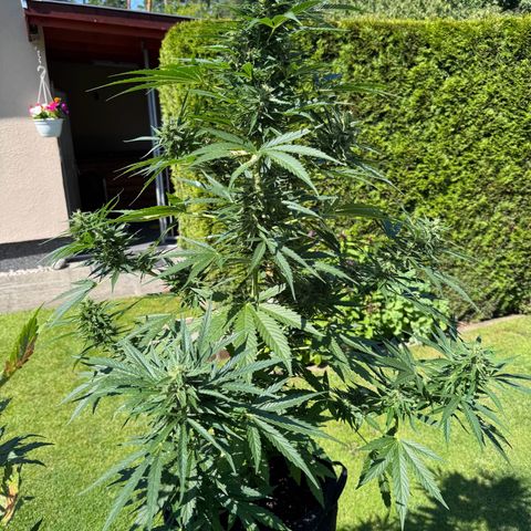 Runtz Auto growlog timeline photo