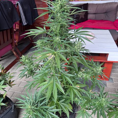 Runtz Auto growlog timeline photo