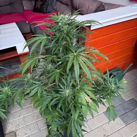 Northern Lights Automatic growlog timeline photo