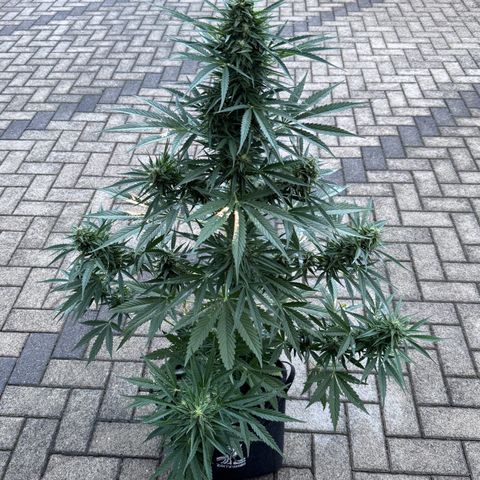 Runtz Auto growlog timeline photo