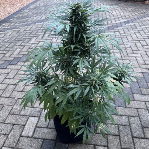 Northern Lights Automatic growlog timeline photo