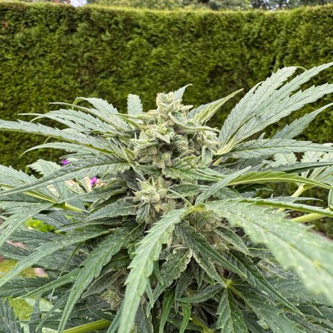 Northern Lights Automatic growlog timeline photo