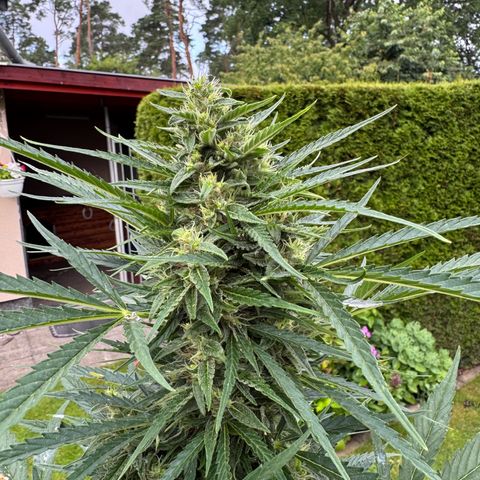 Runtz Auto growlog timeline photo