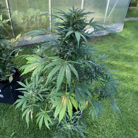 Northern Lights Automatic growlog timeline photo