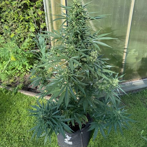 Runtz Auto growlog timeline photo