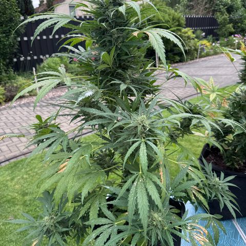 Northern Lights Automatic growlog timeline photo