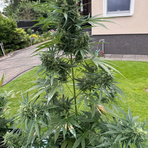 Runtz Auto growlog timeline photo
