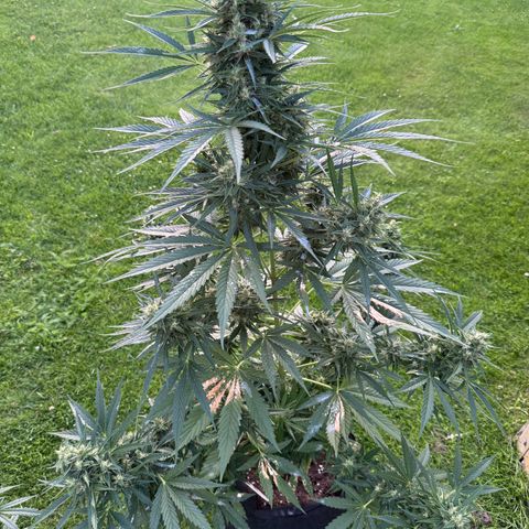 Runtz Auto growlog timeline photo