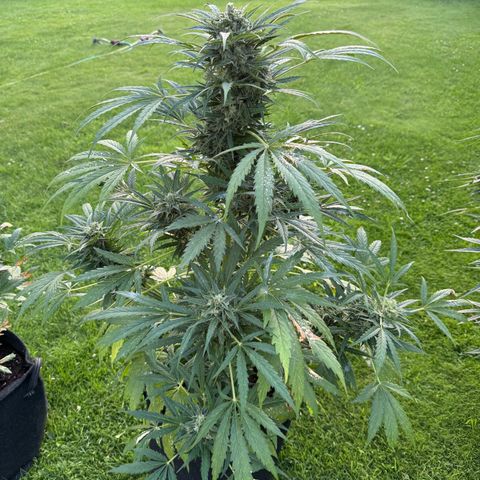 Northern Lights Automatic growlog timeline photo