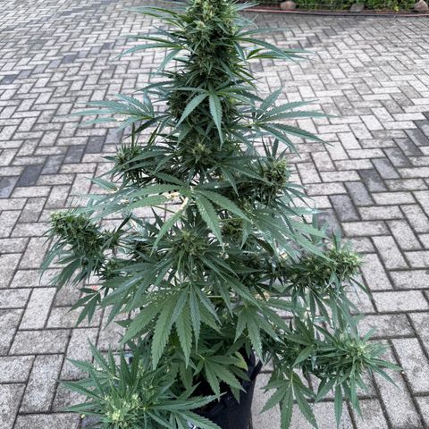 Runtz Auto growlog timeline photo