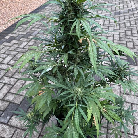 Northern Lights Automatic growlog timeline photo