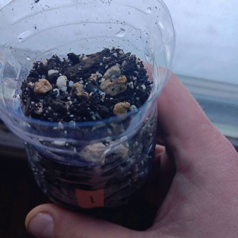 Gummy Bear OG growlog photo: 3 popped up over night with heavy water and all containers were vented with draining holes 4 is the runt of the seeds but is still showing signs of growth both watered well 2 same 1 same all seem to be taking hold. The next few days will b interesting 