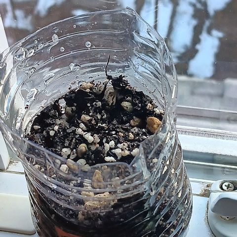 Gummy Bear OG growlog photo: 3 popped up over night with heavy water and all containers were vented with draining holes 4 is the runt of the seeds but is still showing signs of growth both watered well 2 same 1 same all seem to be taking hold. The next few days will b interesting 