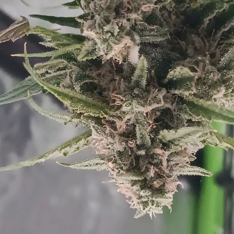 Gummy Bear OG growlog photo: Finished first round 