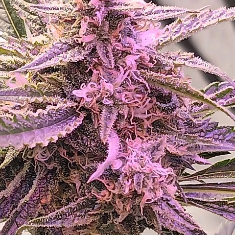 Gummy Bear OG growlog photo: Finished first round 