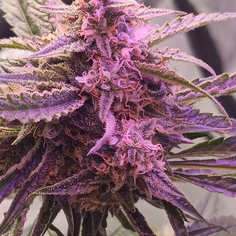 Gummy Bear OG growlog photo: Finished first round 