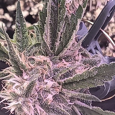 Gummy Bear OG growlog photo: Finished first round 