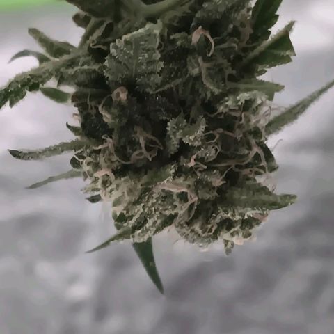 Gummy Bear OG growlog photo: Finished first round 