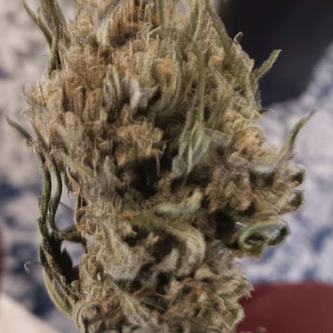 Gummy Bear OG growlog timeline photo