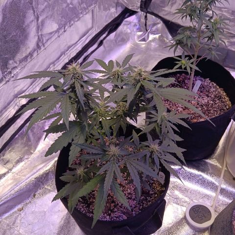 Minnamosa growlog photo: #2 #1 