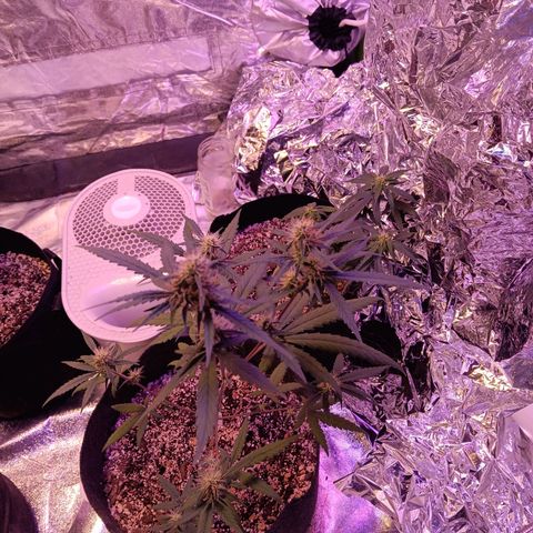 Minnamosa growlog photo: 4 &3