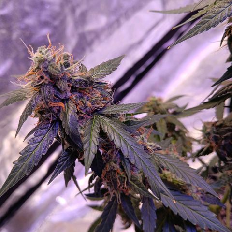 Minnamosa growlog photo: Lookin rental sweet