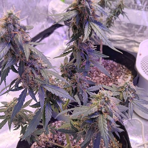Minnamosa growlog photo: Lookin rental sweet