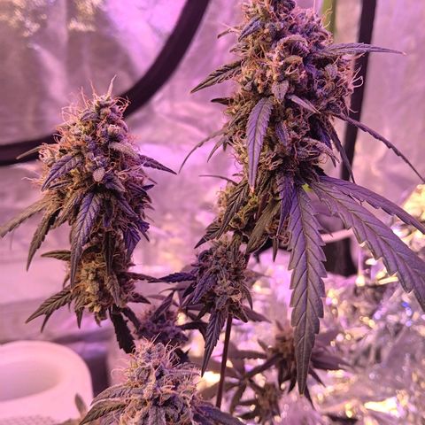 Minnamosa growlog photo: Close close close