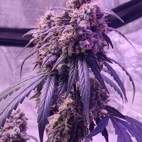 Minnamosa growlog timeline photo