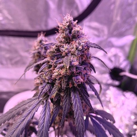 Minnamosa growlog timeline photo