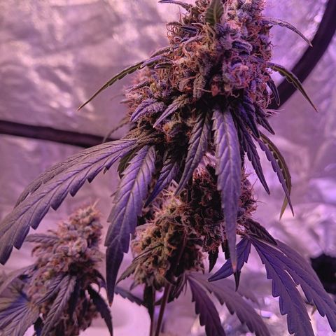Minnamosa growlog timeline photo