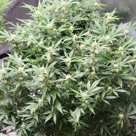 Gorilla Cookies Auto growlog timeline photo