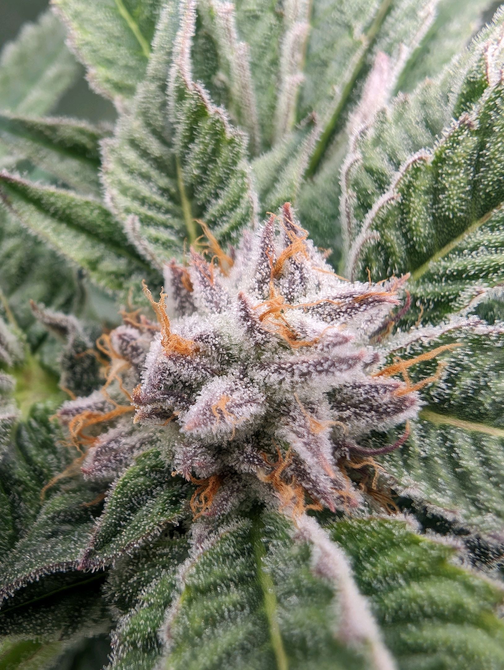 Lemon Orange Haze  growlog header