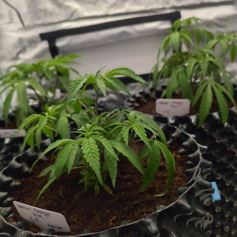 Lemon Orange Haze  growlog photo