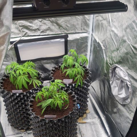 Lemon Orange Haze  growlog photo