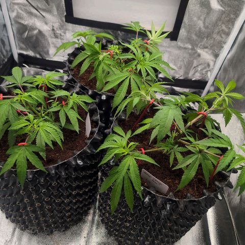 Lemon Orange Haze  growlog photo