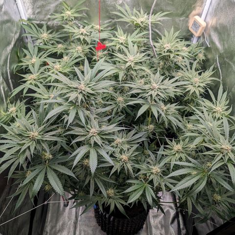 Lemon Orange Haze  growlog photo